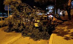 Park halindeki otomobilin üzerine ağaç devrildi