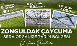Çaycuma’da Sera Organize Tarım Bölgesi Üretime Başladı