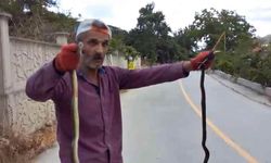 Yılanları elleriyle yakaladı
