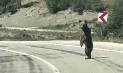 Bolu'da kara yoluna çıkan ayı cep telefonuna yansıdı