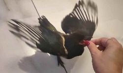 Hayatını kurtardığı yavru saksağan evladına dönüştü