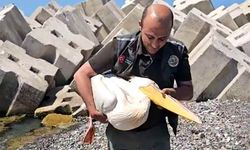 Sahilde yaralı halde bulunan pelikan, tedavi altına alındı