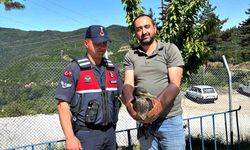 Yaralı halde bulunan karabatak ve karga yeniden doğaya salındı