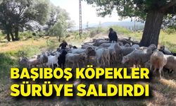 Başıboş köpekler sürüye saldırdı: "Köpeklerle bizim başımız belada"