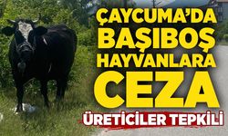 Çaycuma’da başıboş hayvanlara ceza: Üreticiler tepkili