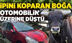 İpini koparan boğa otomobilin üzerine düştü!