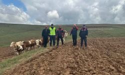 Kaybolan 9 büyükbaş hayvan, dronla bulundu