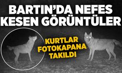 Bartın'da nefes kesen görüntüler: Kurtlar fotokapana takıldı