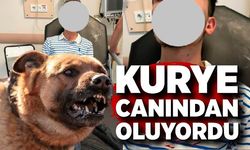 Sokak köpekleri kuryeyi öldürüyordu