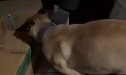 Narkotik köpeği ETA, zehir tacirlerine göz açtırmıyor