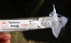 Samuray arıları kahverengi kokarcaya karşı