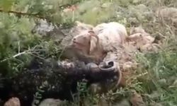 Sürünün üzerine yıldırım düştü: 8 koyun telef oldu, çoban yaralandı
