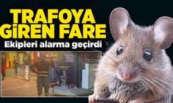 Trafoya giren fare ekipleri alarma geçirdi