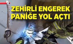 Ayakkabılıkta zehirli engerek paniği