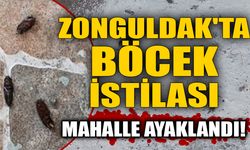 Zonguldak'ta böcek istilası: Mahalle ayaklandı!