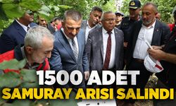 1500 adet samuray arısı salındı