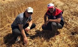 Düzce'de verimli hasat için yerinde denetim