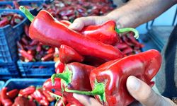 Salçalık biber sezonu başladı