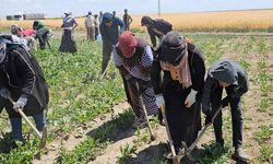 Adilcevaz'da kavurucu sıcakta ekmek mücadelesi