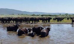Afrika savanasını andıran görüntüler Bursa'dan