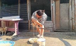 Anne şevkatiyle yaralı leyleğe sahip çıktı
