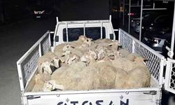 Hayvan pazarlığı hırsızlığa dönüştü, şahıslar kaçamadan yakalandı