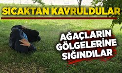 Sıcaktan kavruldular: Ağaçların gölgelerine sığındılar