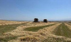 Kars'ta Ata tohumu arpa ile bereket fışkırdı: Çiftçinin yüzü güldü