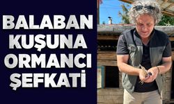 Balaban kuşuna ormancı şefkati