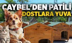 ÇAYBEL'den patili dostlara yuva