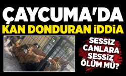 Çaycuma'da kan donduran iddia: Sessiz canlara sessiz ölüm mü?