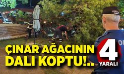 Asırlık çınar ağacının kopan dalı 4 kişiyi yaraladı