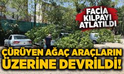 Çürüyen ağaç araçların üzerine devrildi!