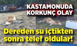 Kastamonu’da 3 büyükbaş hayvan dereden su içtikten sonra telef oldu