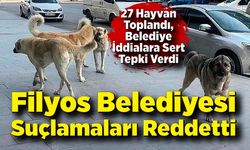 Filyos’ta Sokak Köpeği Tartışması: 27 Hayvan Toplandı, Belediye İddialara Sert Tepki Verdi
