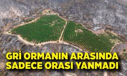Meyve bahçesi, gri ormanın arasında yemyeşil kaldı