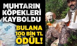 Muhtarın köpekleri kayboldu: Bulana 100 bin TL ödül!