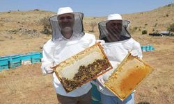 NÖHÜ’nün arı kovanlarından 2 ton bal elde edildi