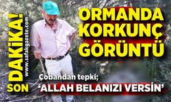 Ormanda korkunç görüntü! Çobanlık yapan bir vatandaş, 'Allah belanızı versin'