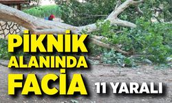 Piknik alanında ağacın dalı vatandaşların üzerine devrildi: 11 yaralı
