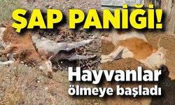 Karabük’te şap paniği! 3 inek şap hastalığından telef oldu