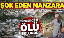 Şok eden manzara: Binlerce ölü balık bulundu