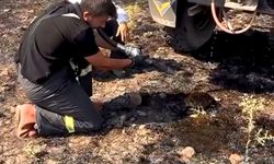 Yangından etkilenen kirpiye elleriyle su verdiler