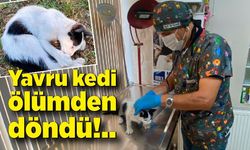 Yavru kedi ölümden döndü: Veteriner hekimden önemli uyarı