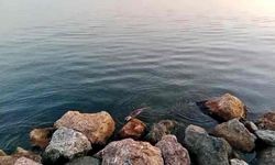 Zonguldak'ta su samuru görüntülendi