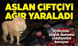 Burası Afrika değil, Manavgat! Kafesinden kaçan aslan Çiftçiyi ağır yaraladı