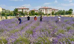 Van YYÜ’de 10 yılda 300 tür bitki yetiştirildi