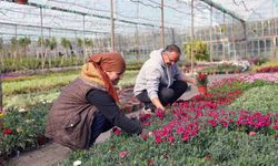 27 milyon 300 bin adet çiçek üretimi gerçekleştirildi