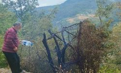 Çatalzeytin'de çıkan orman yangını kontrol altına alındı