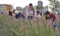Başkentliler Keçiören'deki lavanta festivaline akın etti